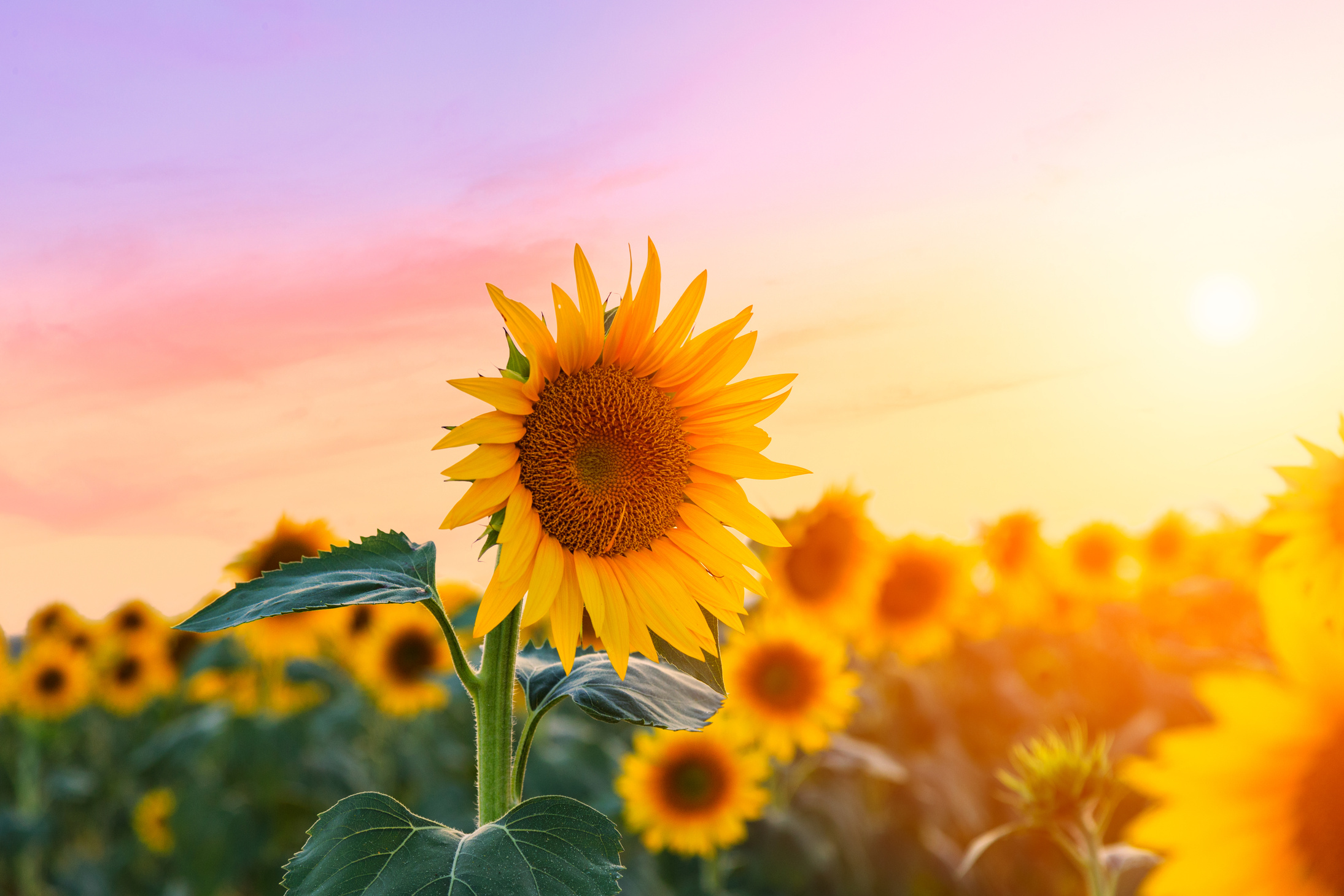 Sunflower Field