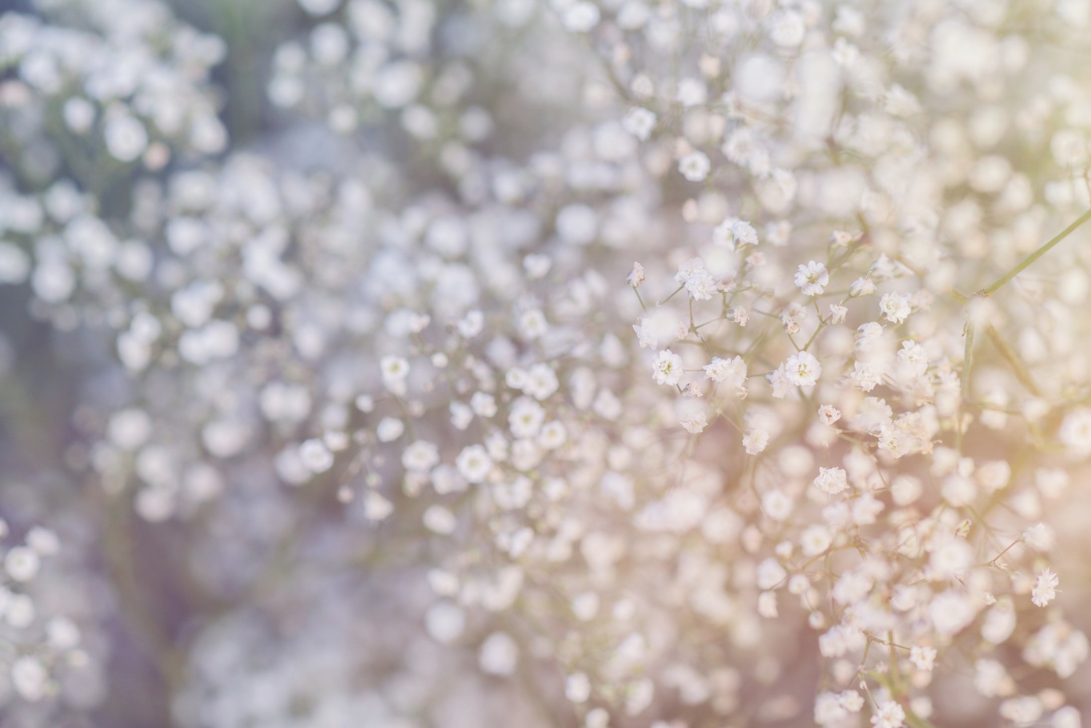 White Dandelion Flowers